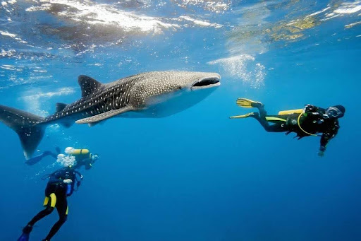 Diving with Whale Sharks