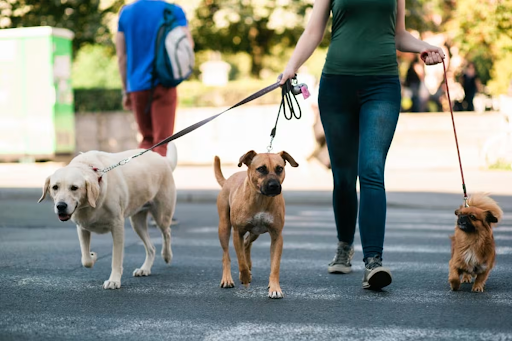 Why Boston Dog Butlers Are Changing the Way We Care for Pets
