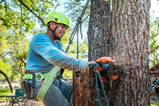 Professional Tree Felling in London